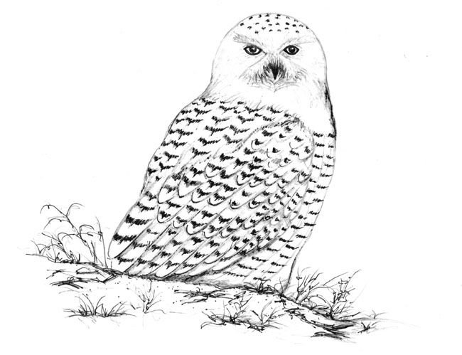 Белая Сова раскраска