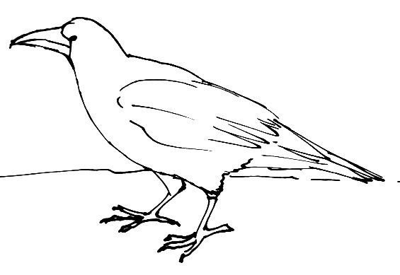 Ворона раскраска для детей