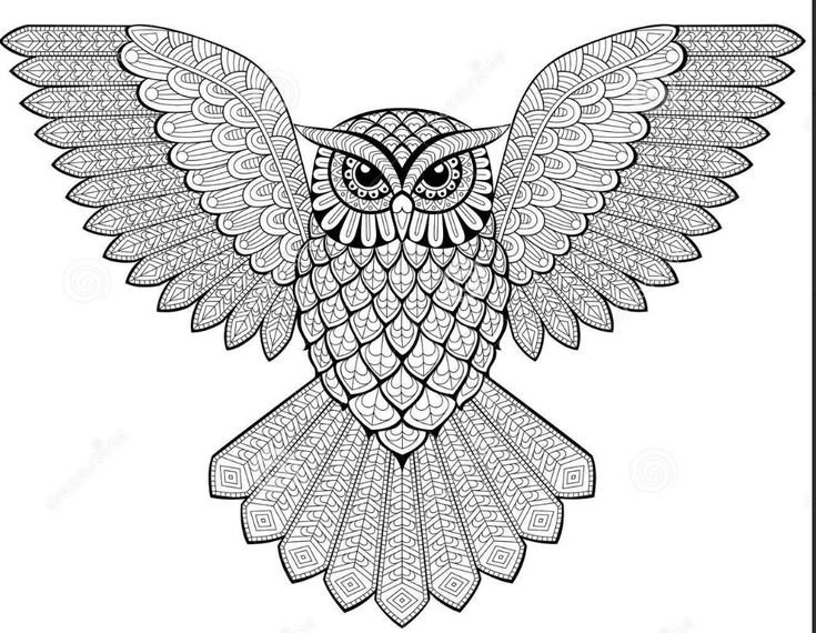 Сова с расправленными крыльями