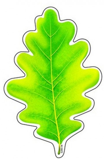 Лист дуба зеленый