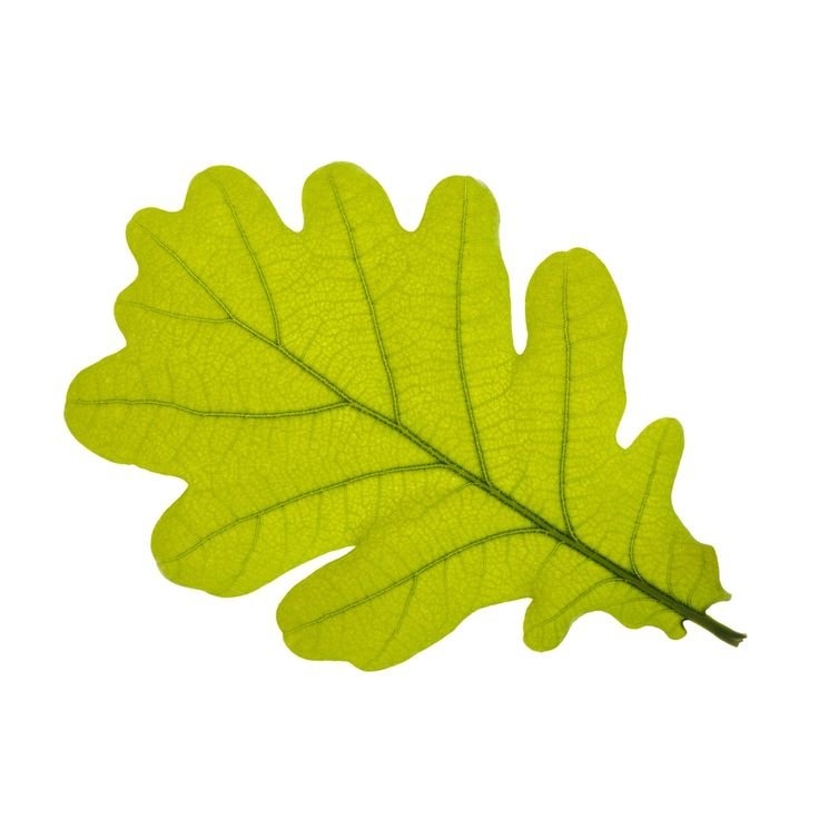 Дубовый лист рисунок