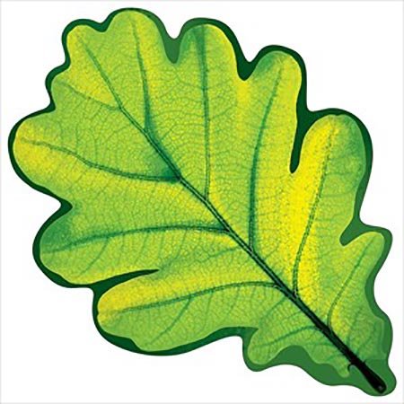 Дубовый лист для детей