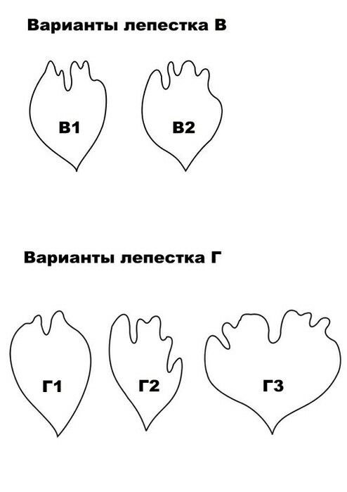 Схема лепестков пиона