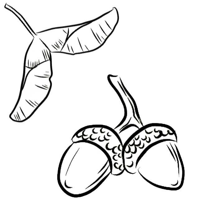 Желудь раскраска