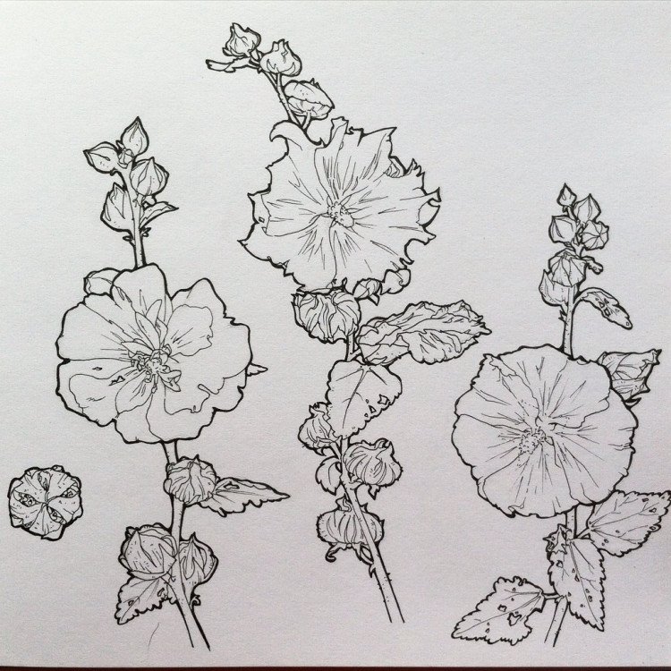 Мальва Эстетика