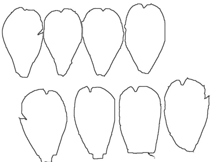 Трафареты лепестков для пионов