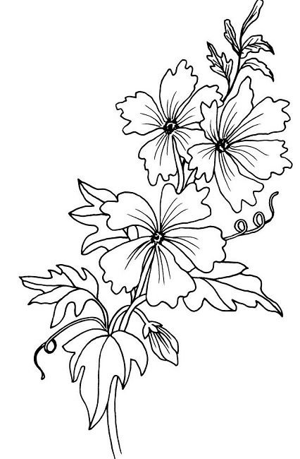 Цветы для срисовки