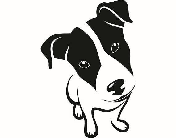 Джек Рассел собака