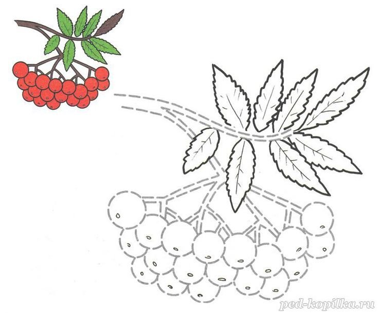 Ягоды раскраска для детей