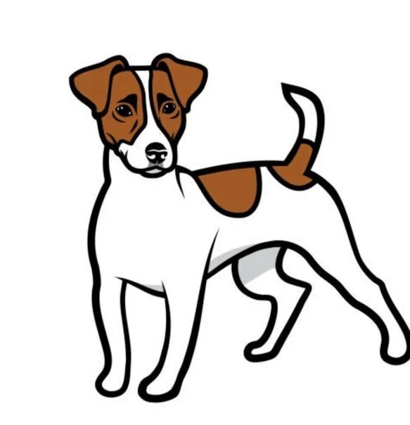 Парсон-Рассел-терьер рис