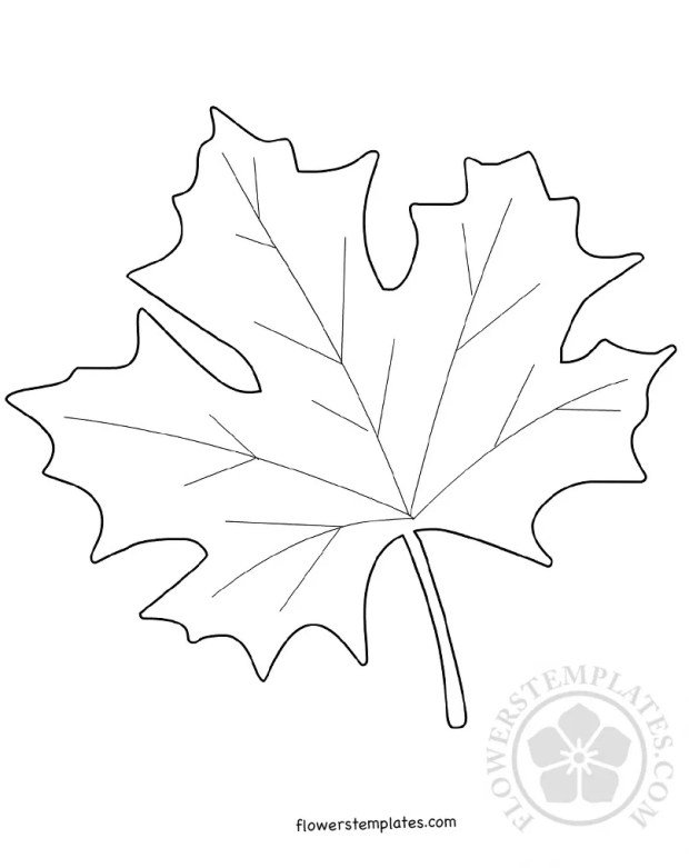 Трафареты кленовых листьев