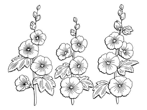 Мальва эскиз