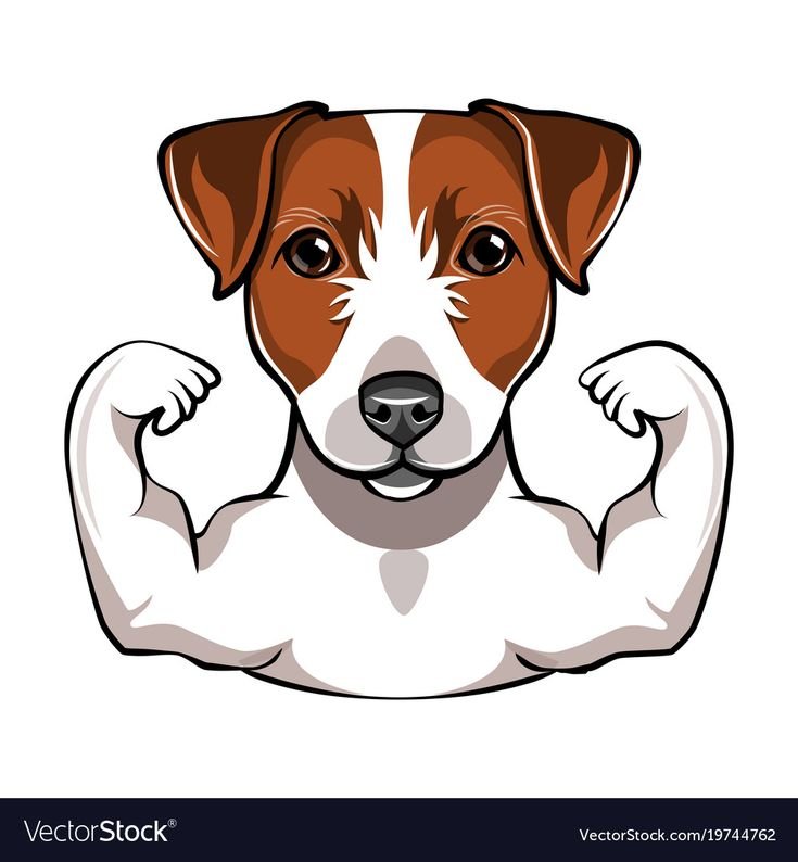 Джек Рассел терьер вектор
