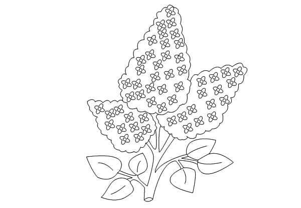 Раскраска цветы сирень