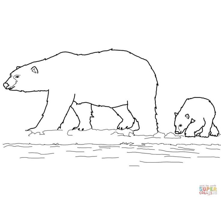Белый медведь раскраска для детей
