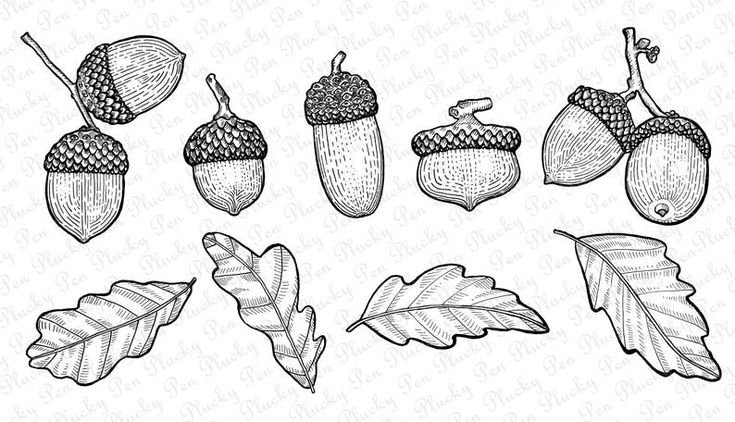 Желуди для раскрашивания