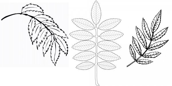 Лист рябины раскраска