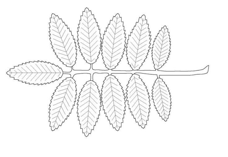 Лист рябины рисунок