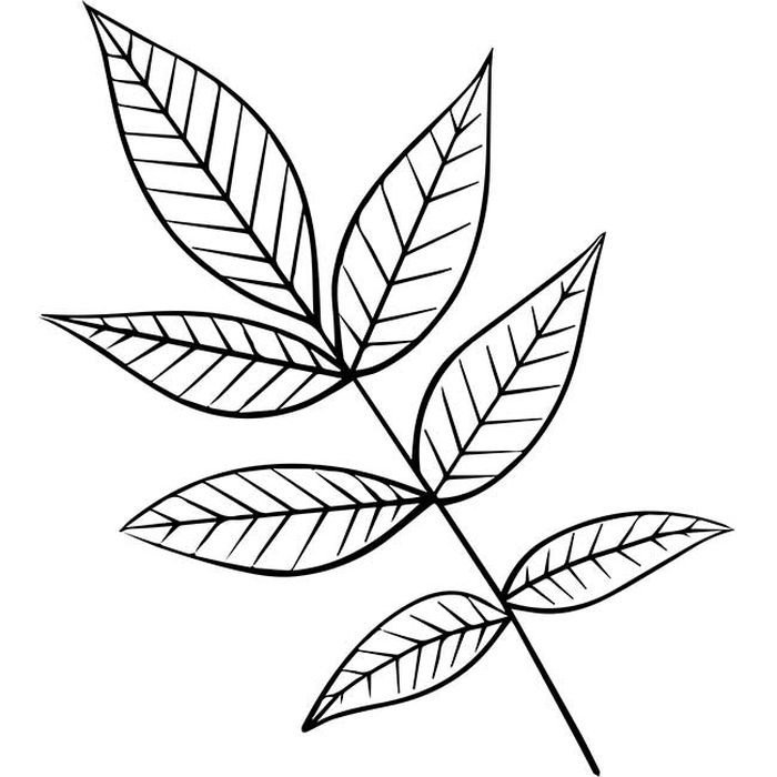 Лист рябины разукрашка