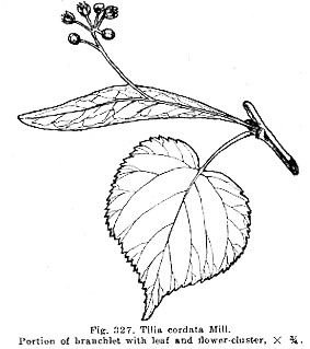 Липа мелколистная лист рисунок карандашом