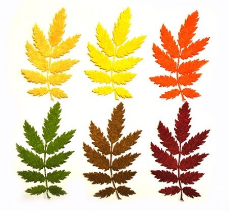 Листья рябины для вырезания