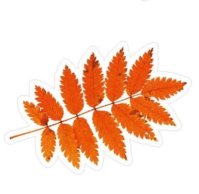 Листок рябины