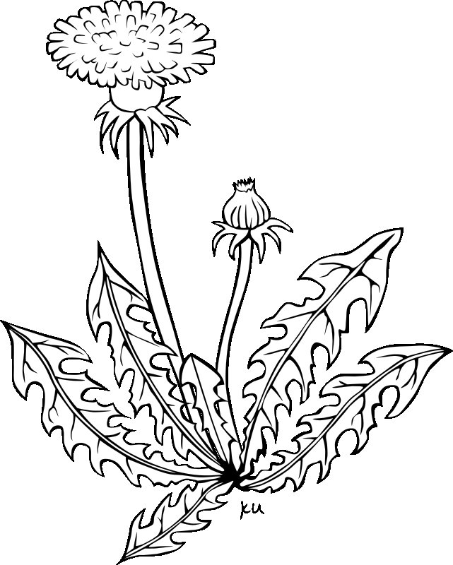 Полевые цветы раскраска