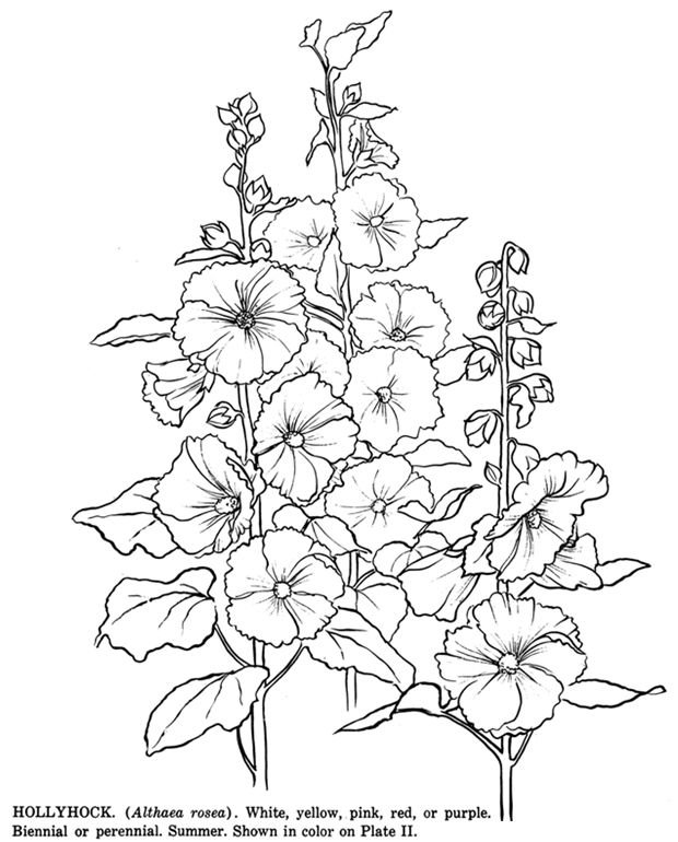 Цветок рисунок раскраска