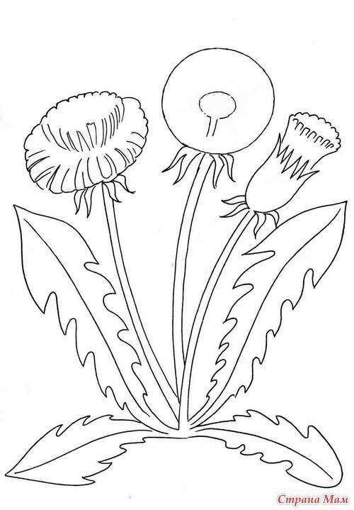 Одуванчик цветок раскраска