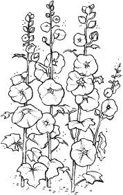 Мальва контур