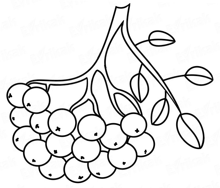 Рябина раскраска для детей