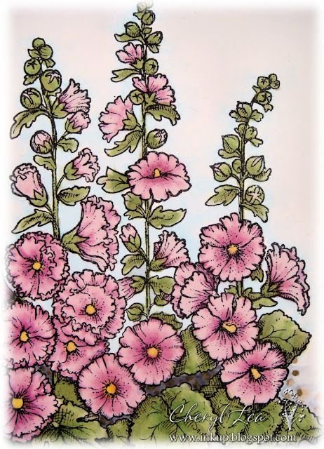 Мальва Ботаническая иллюстрация