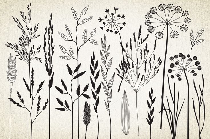 Графические зарисовки трав
