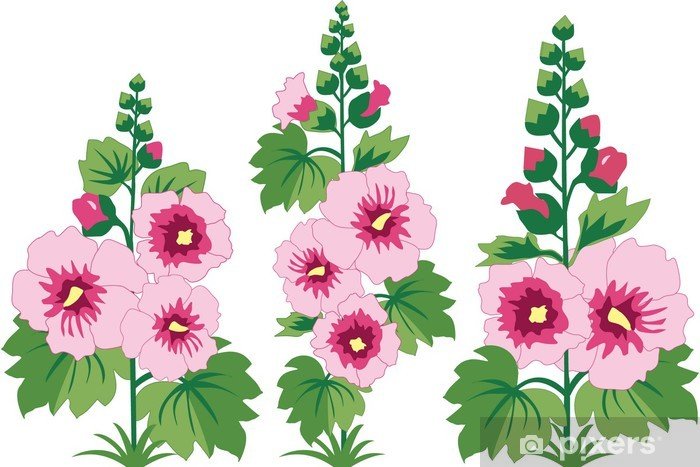 Мальвы иллюстрация