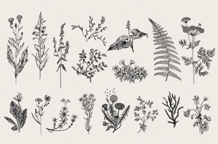 Зарисовки трав