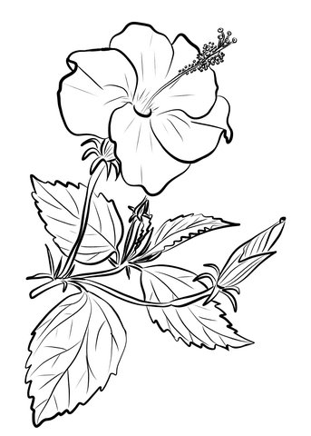 Цветы раскраска для детей