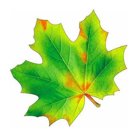 Осенний кленовый лист