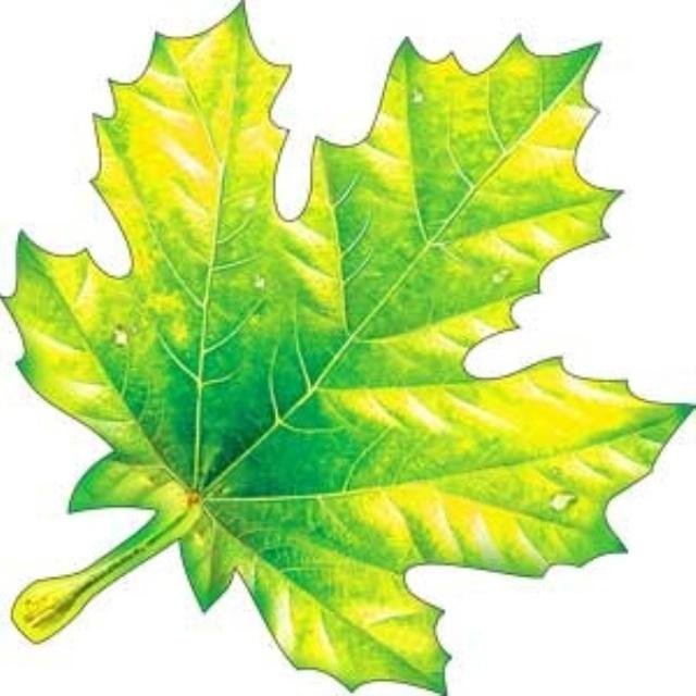 Листья рисунок