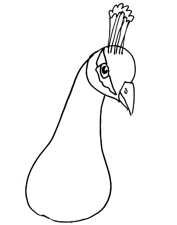 Голова павлина раскраска