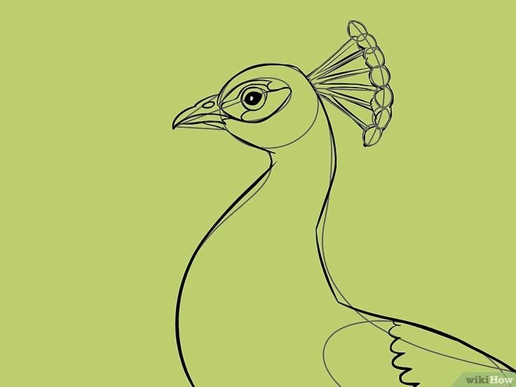 Трафарет туловища павлина