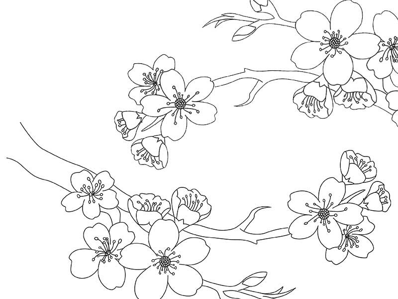 Сакура раскраска