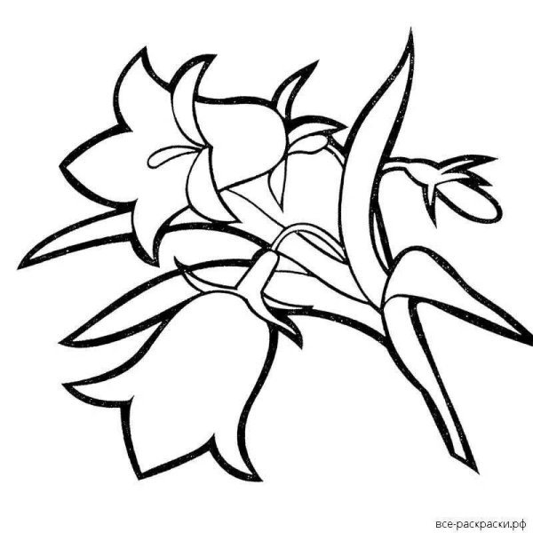 Колокольчик цветок раскраска для детей