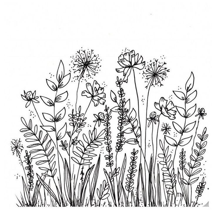 Полевые цветы раскраска