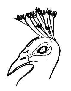 Голова павлина раскраска