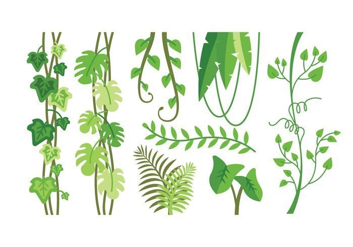 Листья лианы