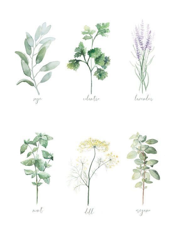 Лекарственные растения акварелью