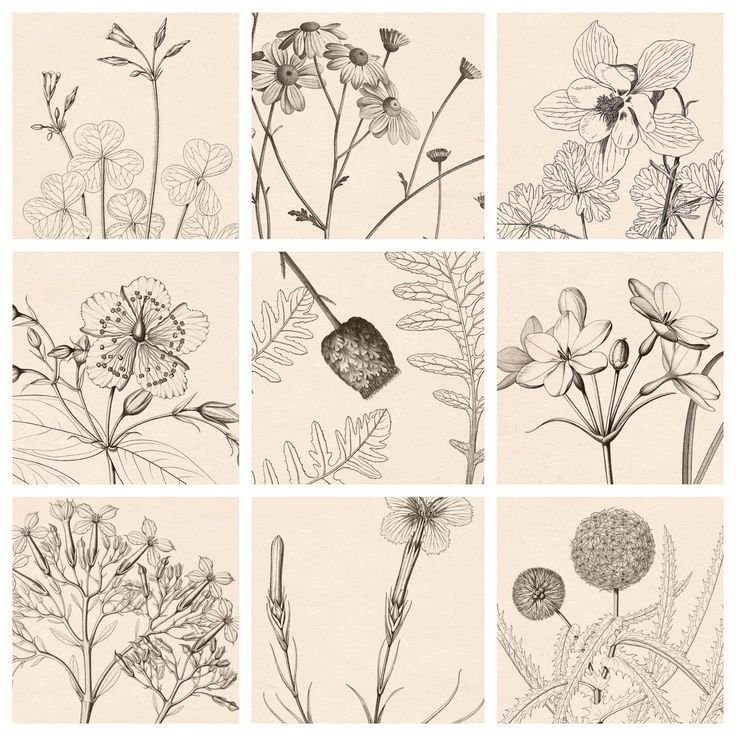 Растения в графике