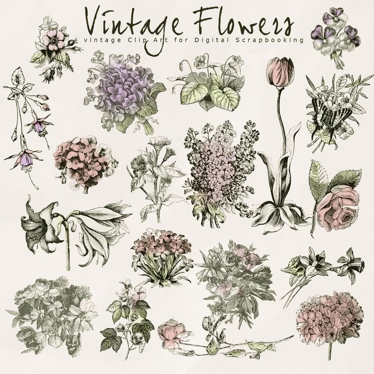 Векторные изображения растения