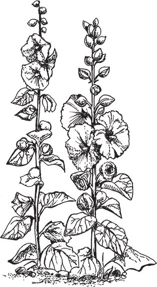 Мальва шток роза рисунок