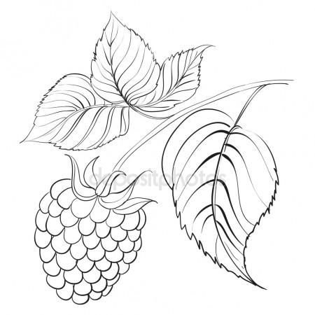 Малина раскраска